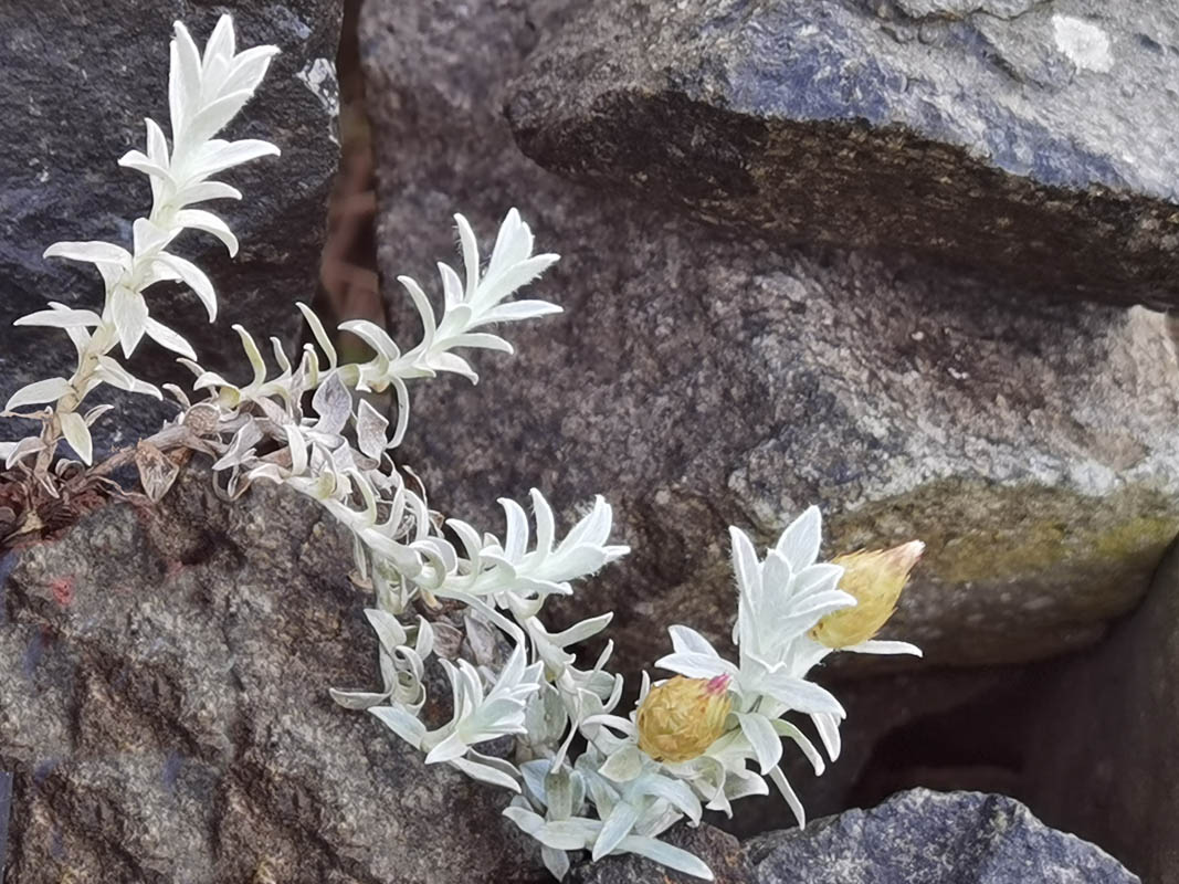 Helichrysum retortum en fleurs sur les pentes du Fynbos en Afrique du Sud
